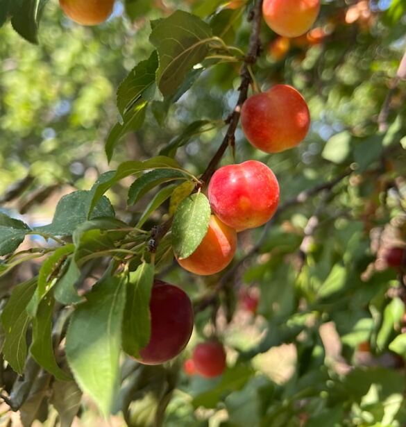 Ume, Umeshu & Umeboshi – Discover Japan’s Traditional Summer Flavors