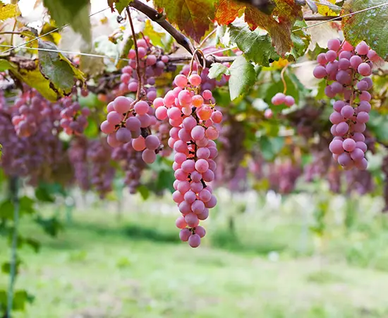 Japanischer Wein