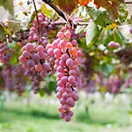 Japanischer Wein