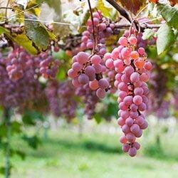 Buy Japanese Koshu wine in our shop