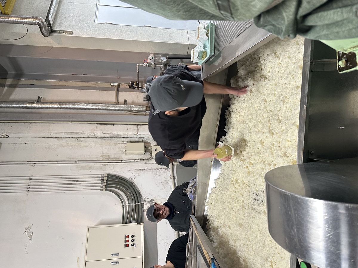 spreading koji spores