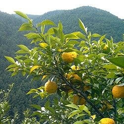 Buy Yuzu-Sake & Co. in our shop